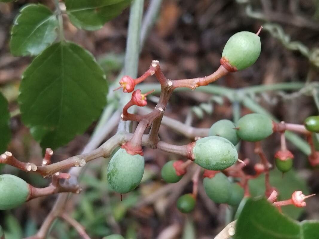 Clematicissus tweedieana fruit