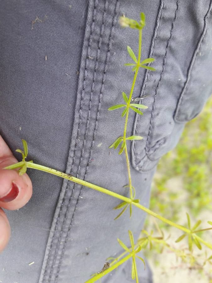 Galium debile — houseplant care guide