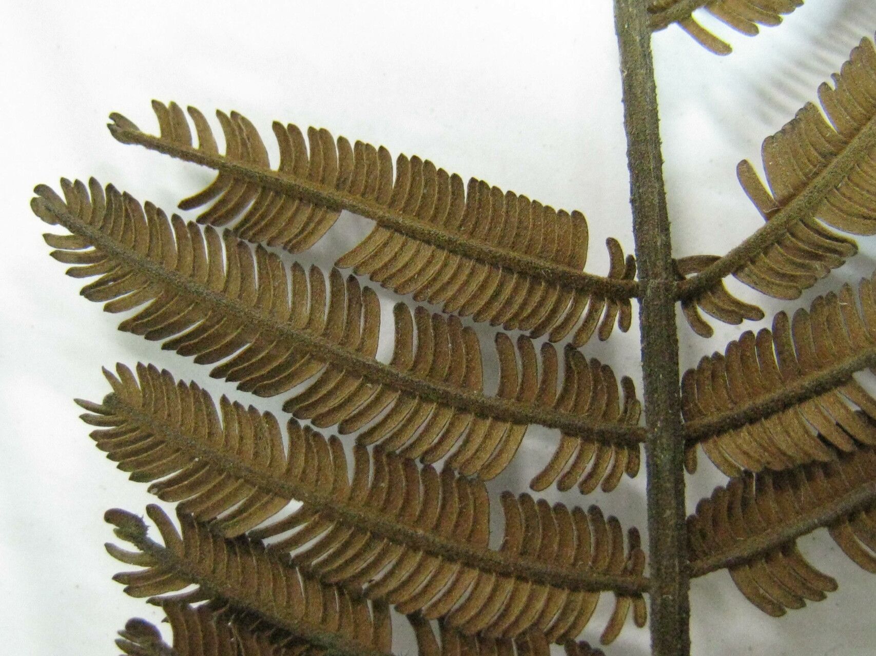 Enterolobium schomburgkii other