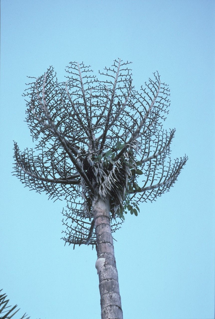 Metroxylon warburgii habit