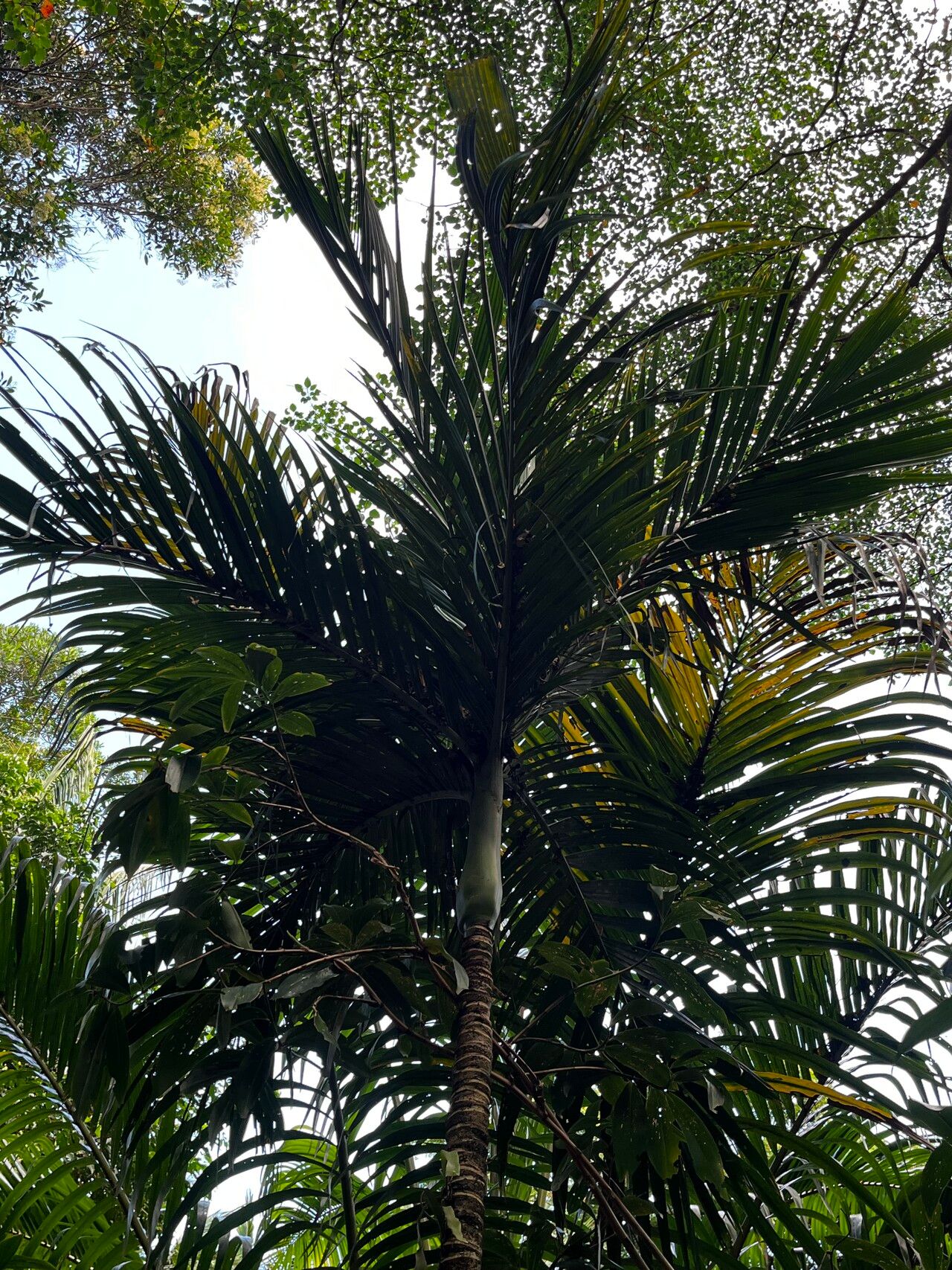Areca ipot — related species from the same genus