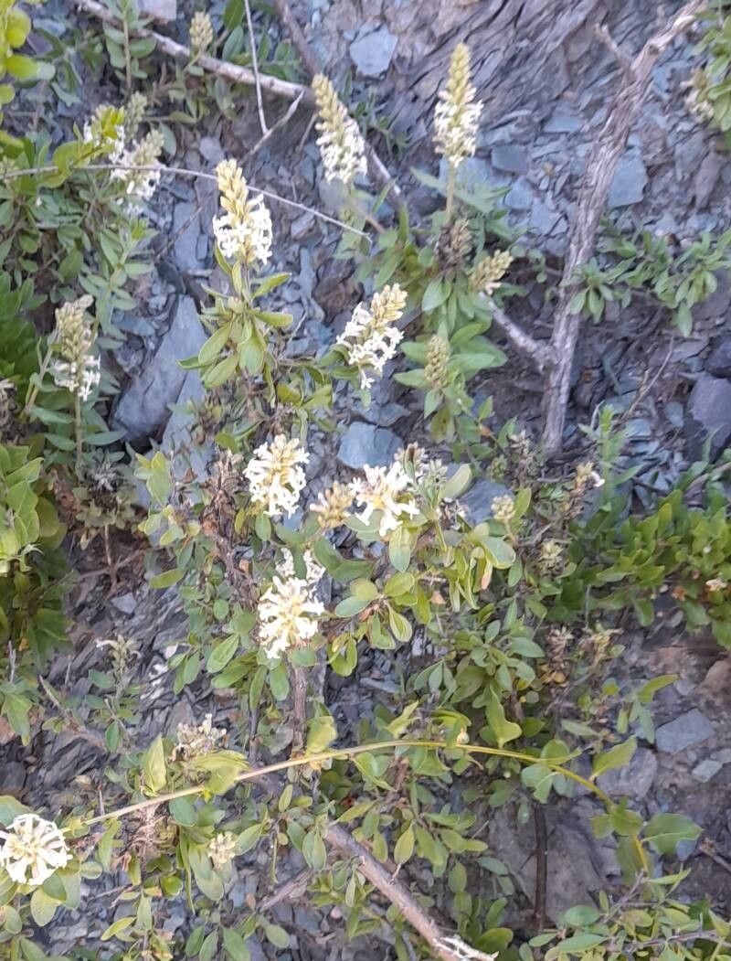 Mulguraea aspera habit