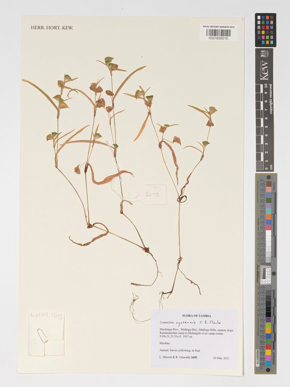 Commelina nyasensis — houseplant care guide