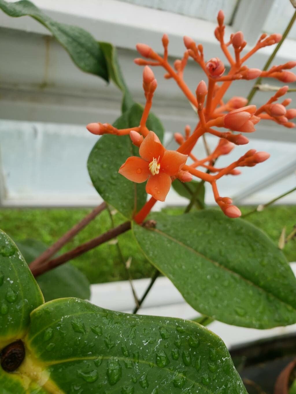 Medinilla scortechinii flower