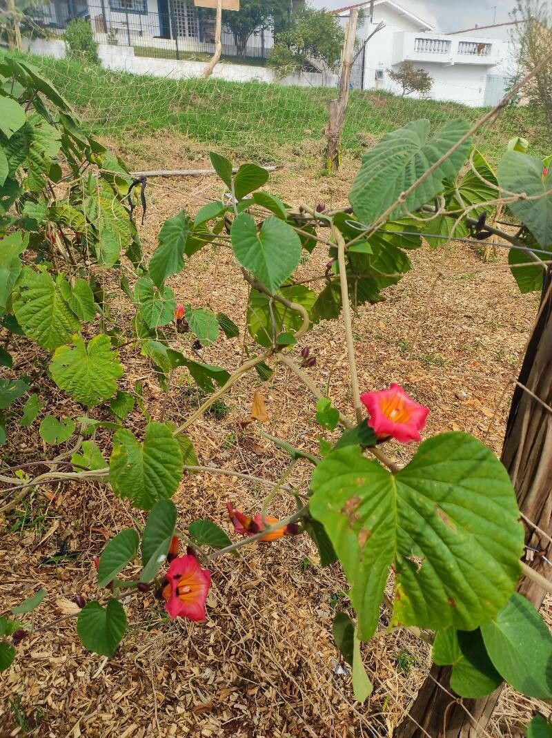 Stictocardia tiliifolia habit