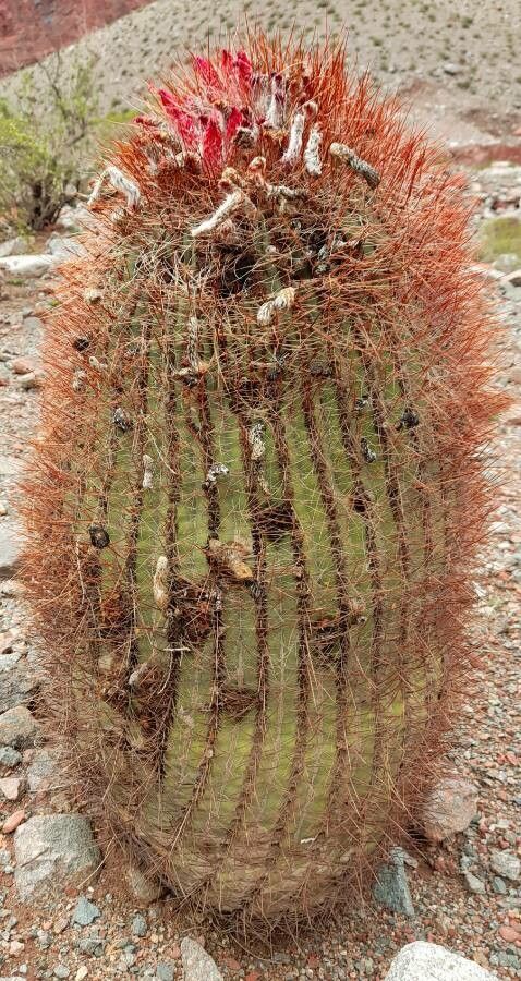 Denmoza rhodacantha habit