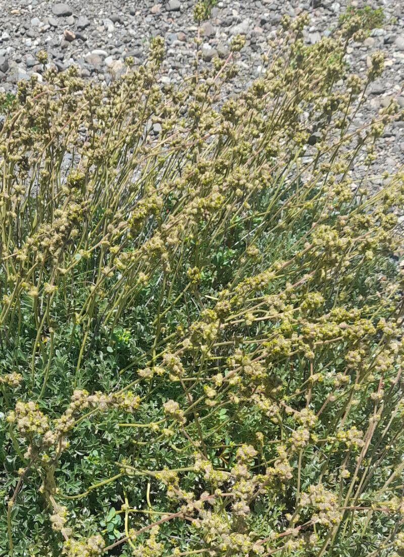 Acaena splendens habit