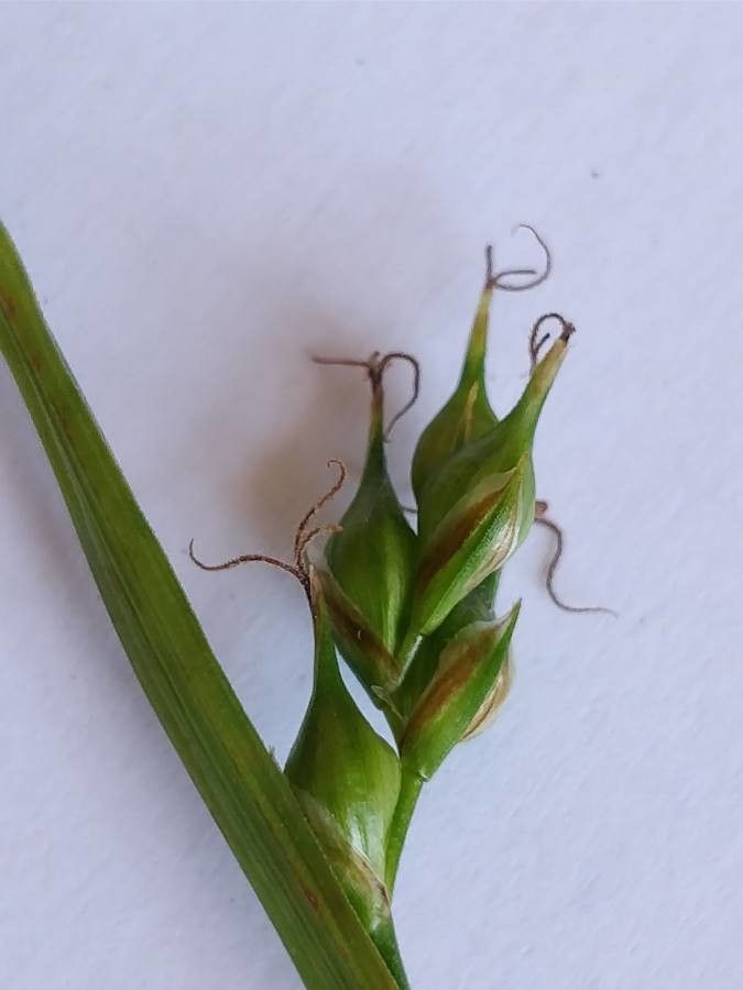 Carex depauperata leaf