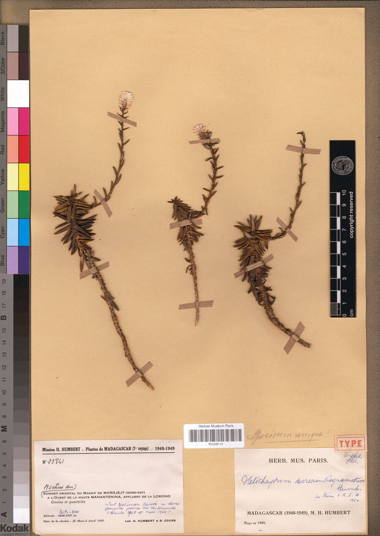 Helichrysum decrescentisquamatum — houseplant care guide