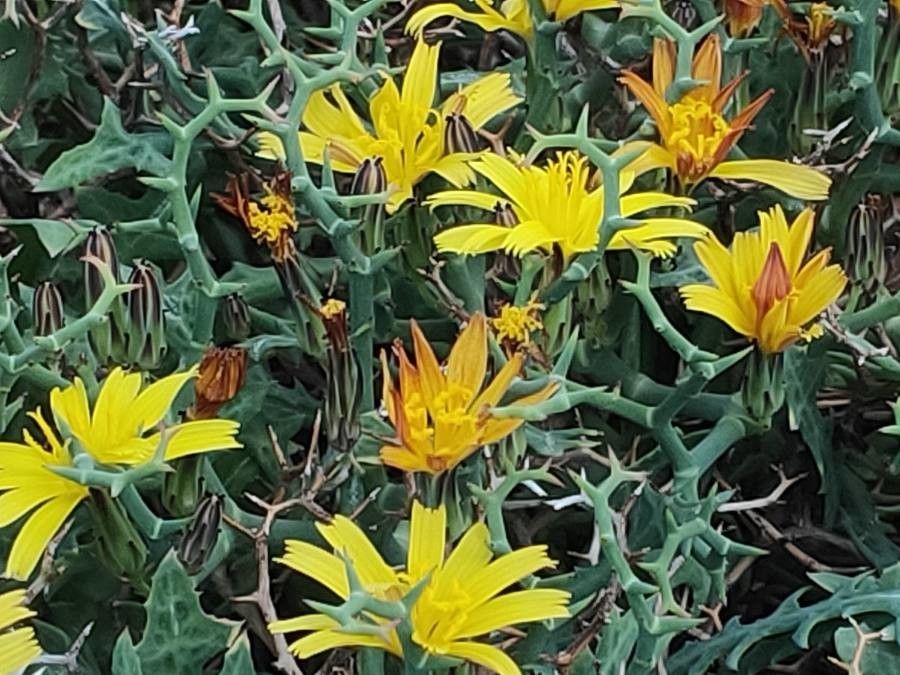 Launaea cervicornis flower