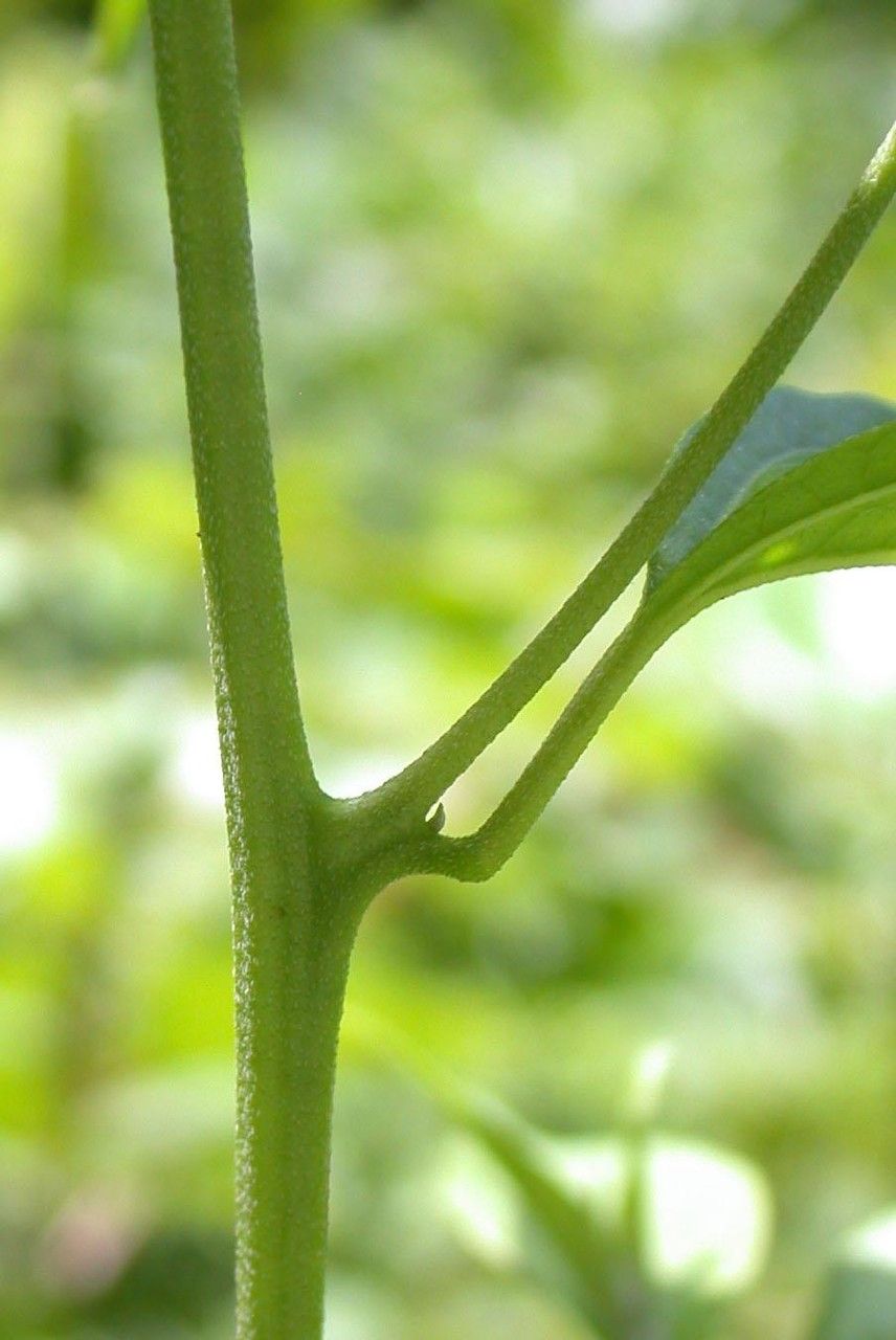 Varronia dichotoma bark