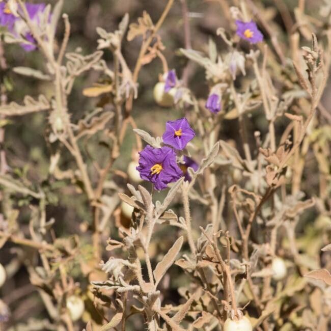 Solanum chippendalei — houseplant care guide