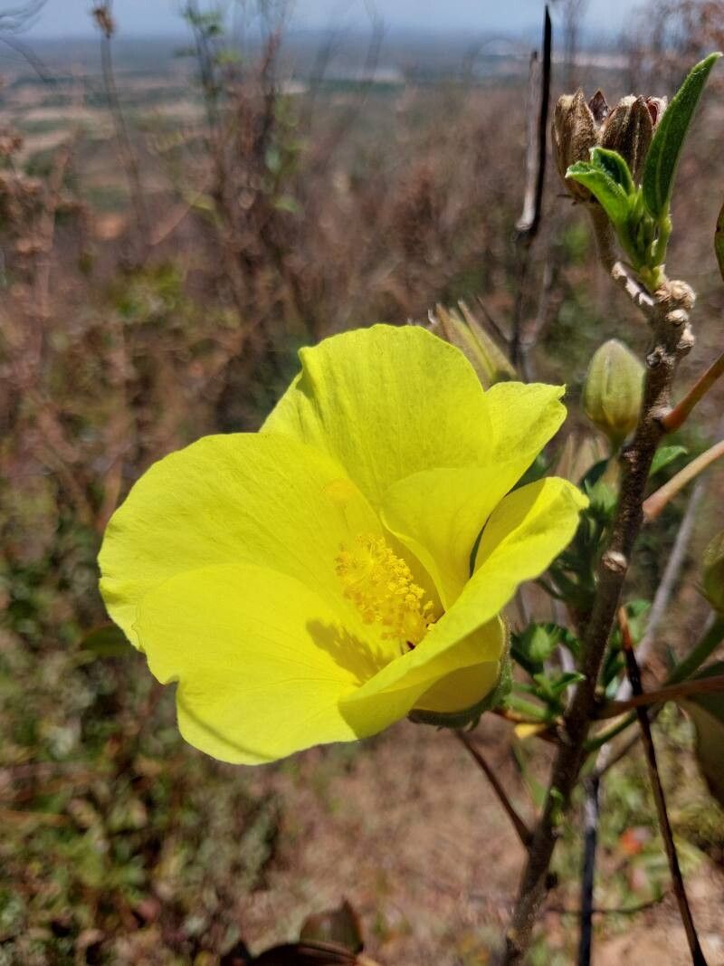 Hibiscus bernieri flower