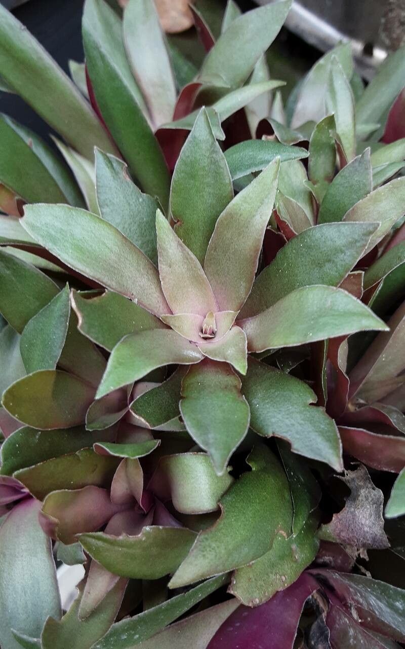 Cryptanthus acaulis flower