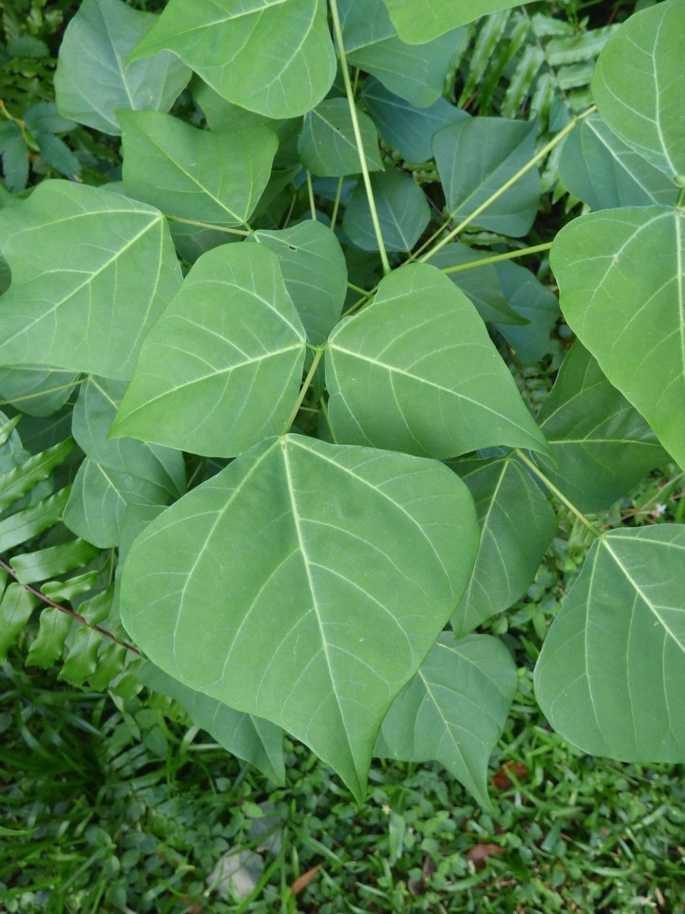 Erythrina corallodendrum — houseplant care guide