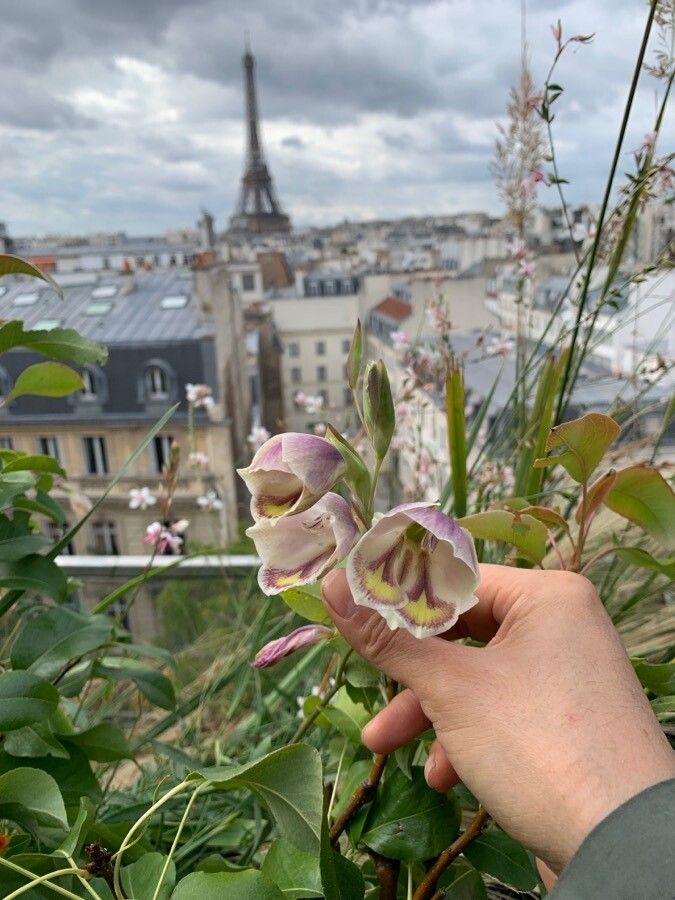 Gladiolus papilio flower