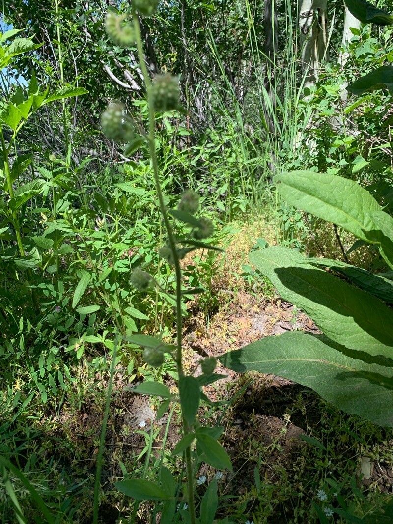 Phacelia nemoralis — search result for 'Phacelia'