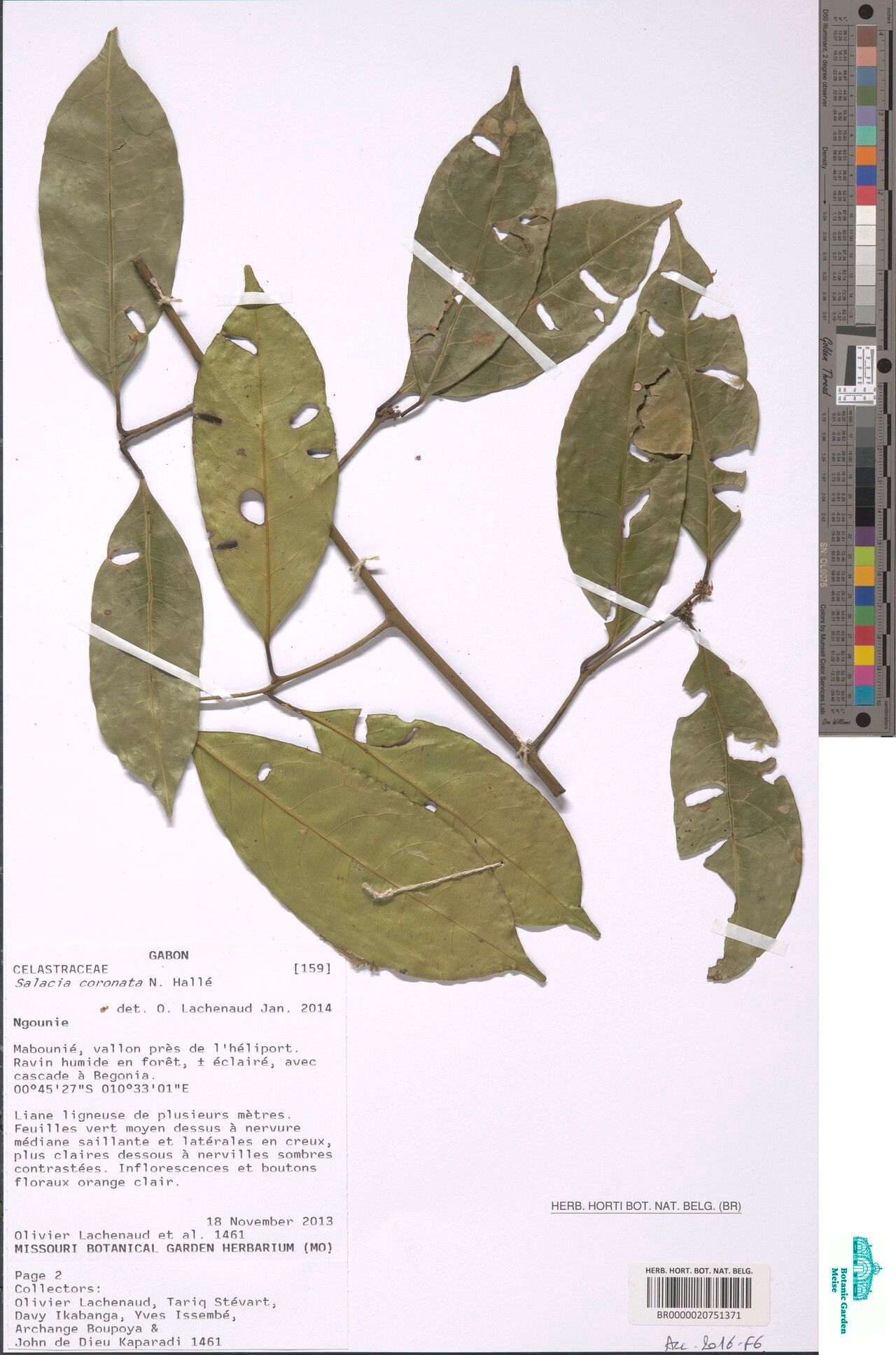 Salacia coronata — houseplant care guide