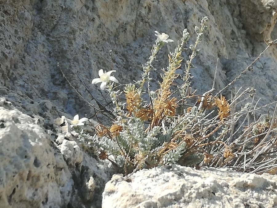 Reaumuria vermiculata habit