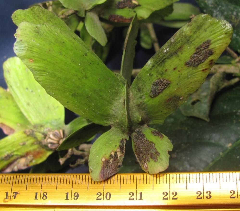 Tetrapterys monteverdensis leaf