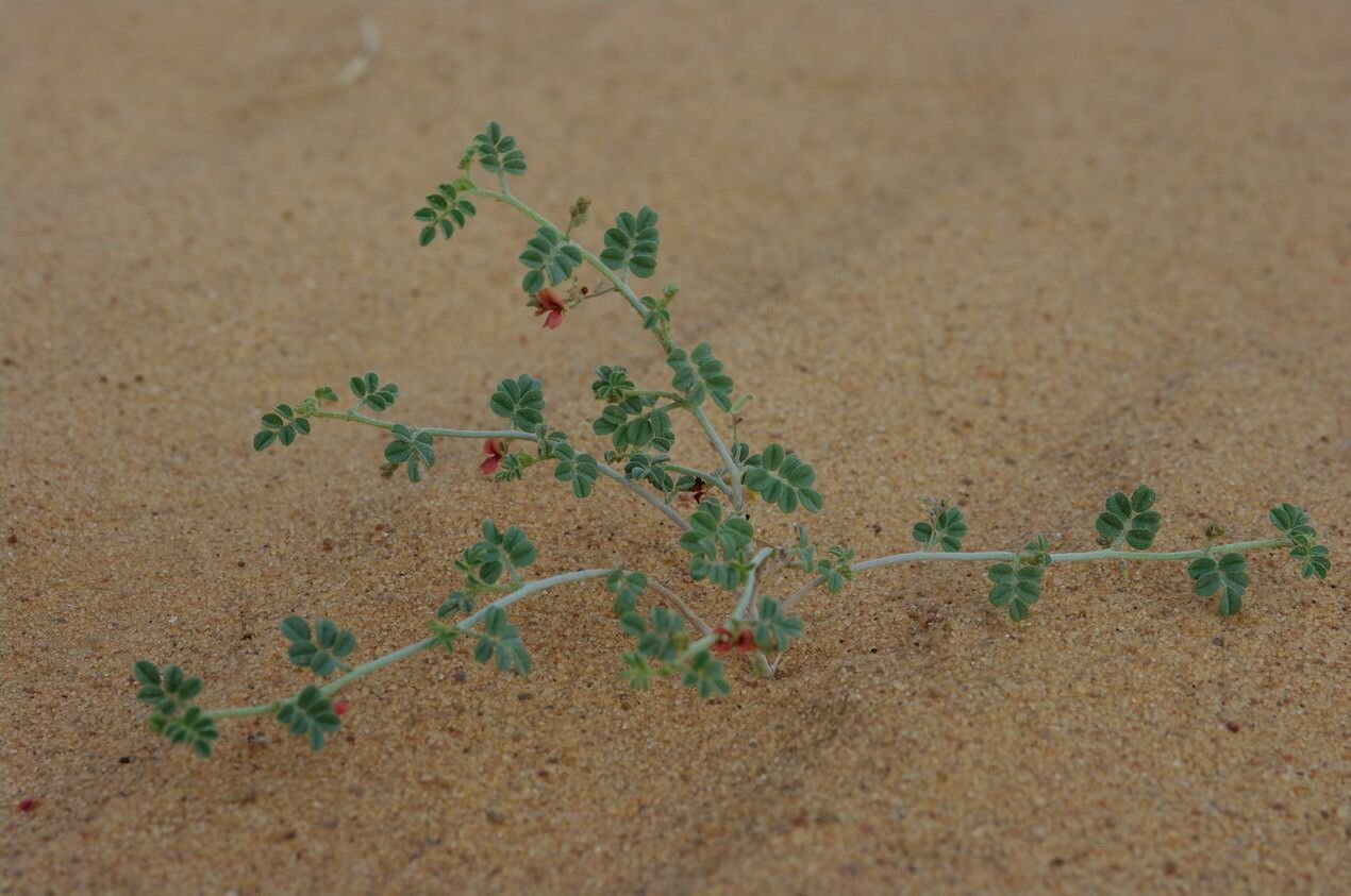Indigofera argentea habit