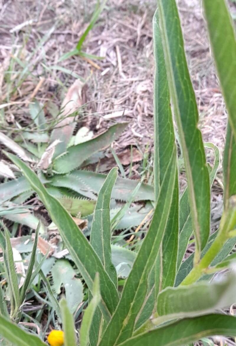Asclepias pilgeriana — search result for 'Asclepias'
