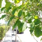 Lagerstroemia speciosa