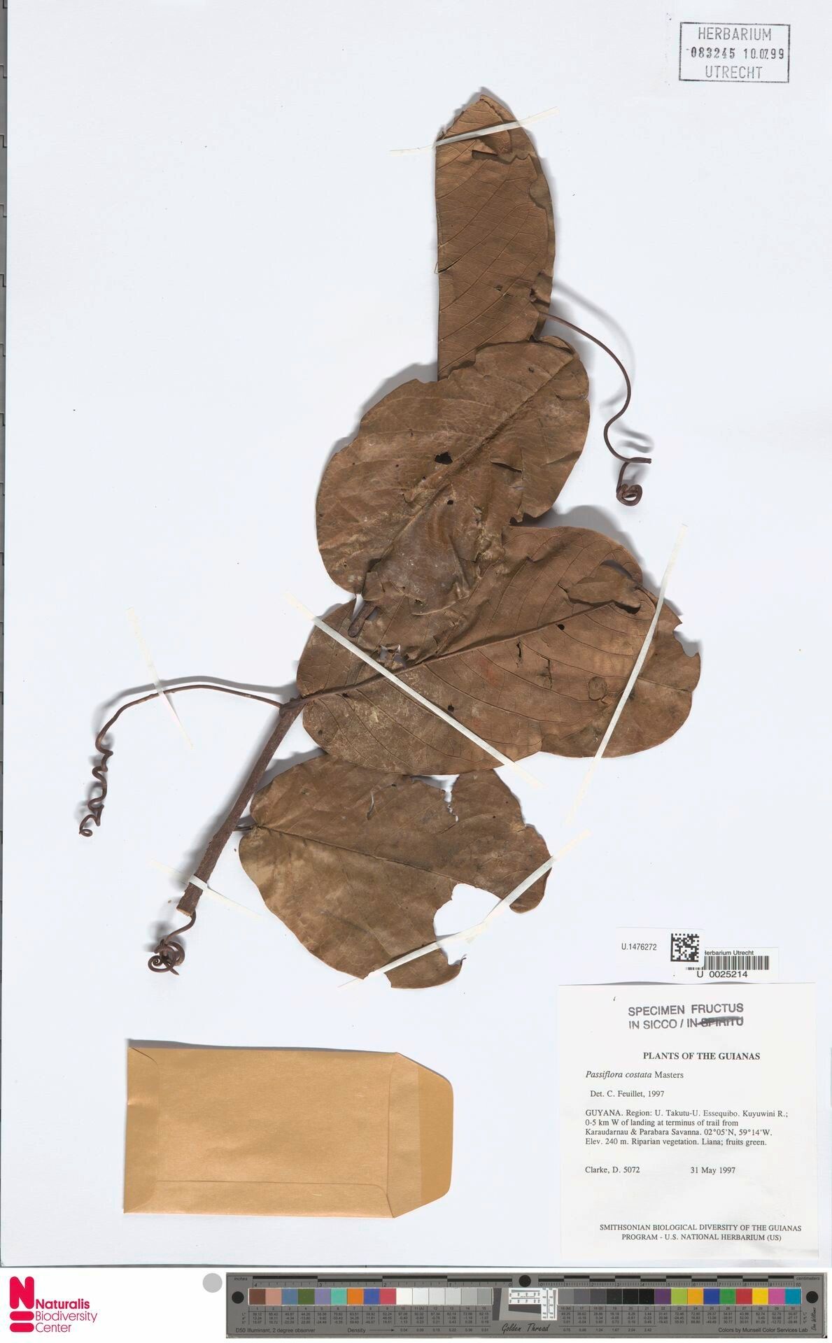 Passiflora costata leaf