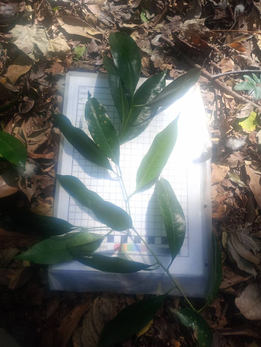 Palicourea sessilis — houseplant care guide