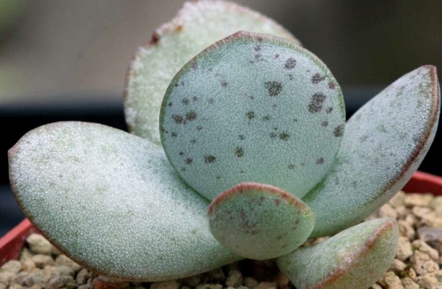 Adromischus umbraticola — houseplant care guide