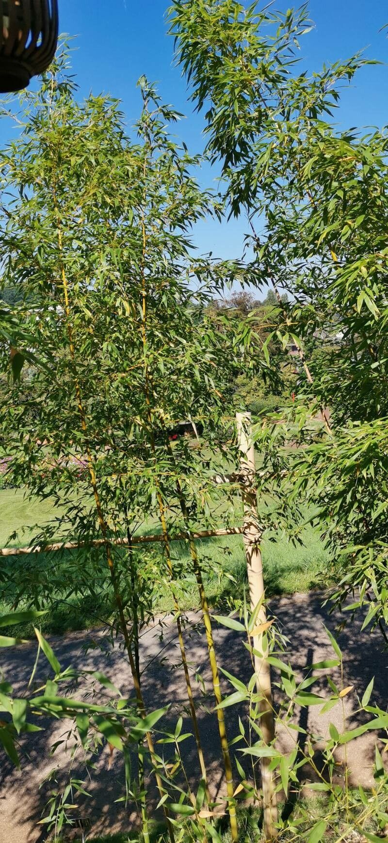 Phyllostachys iridescens habit