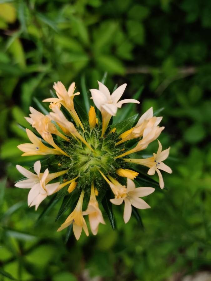 Collomia grandiflora flower