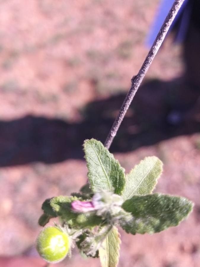 Hibiscus meyeri leaf