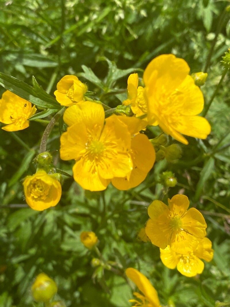 Ranunculus macrophyllus flower