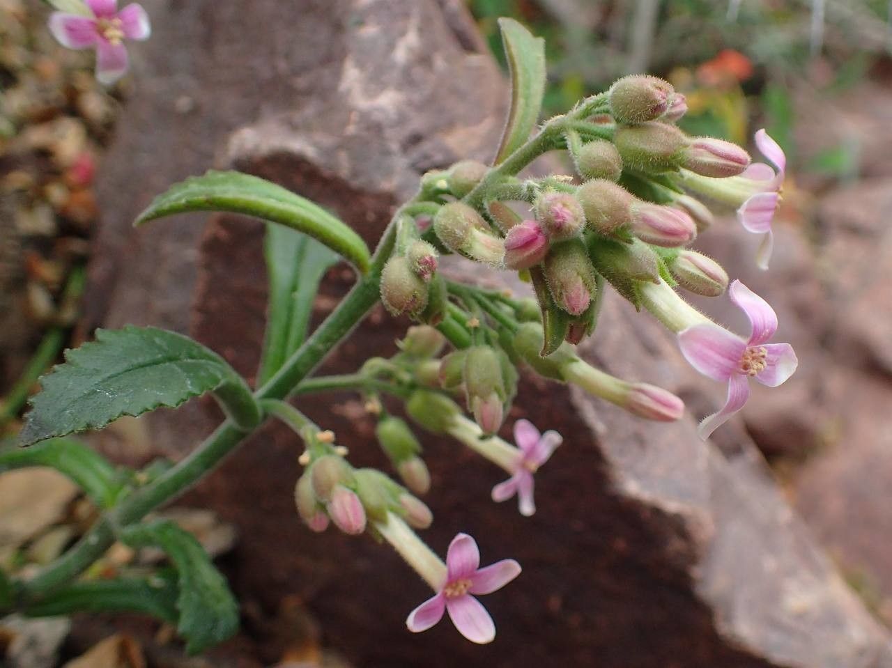 Kalanchoe aromatica habit