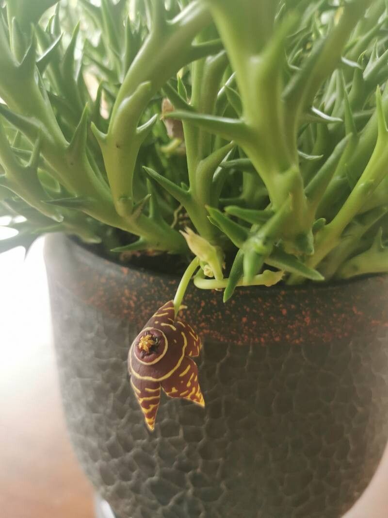 Orbea halipedicola flower