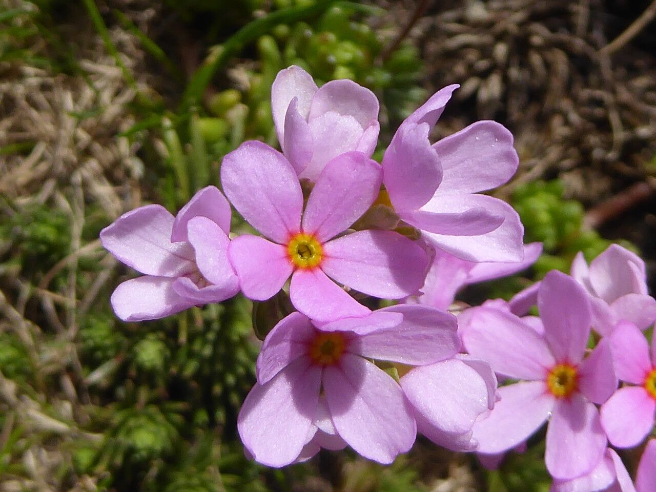 Androsace halleri flower