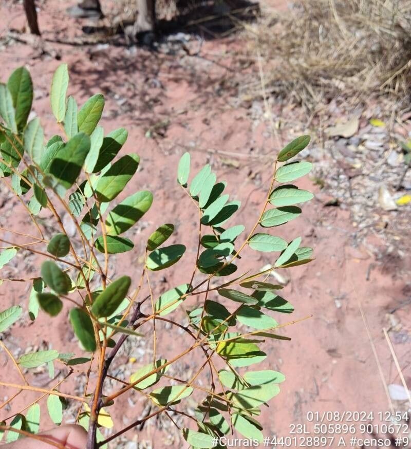 Enterolobium gummiferum leaf