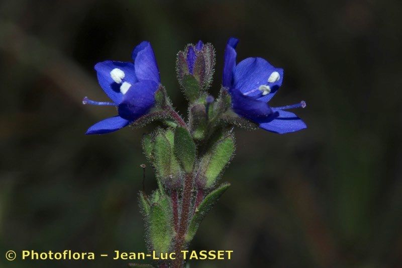 Veronica cantabrica flower