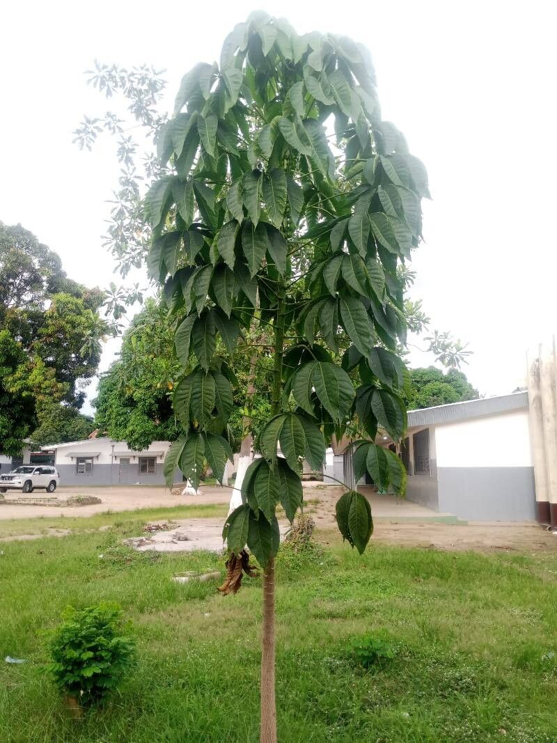 Ricinodendron heudelotii habit
