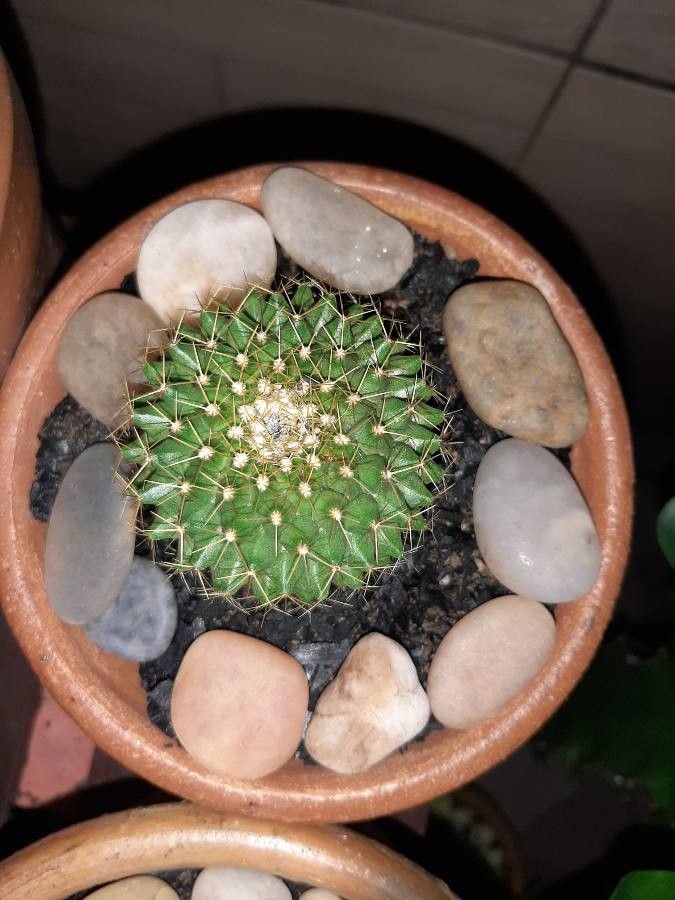 Mammillaria marksiana bark