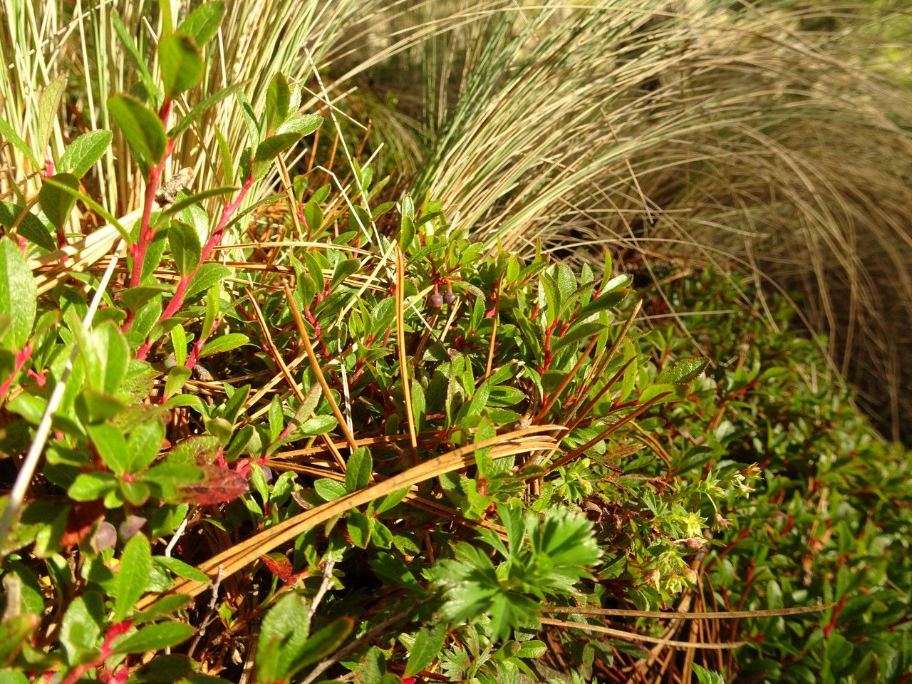 Vaccinium geminiflorum habit