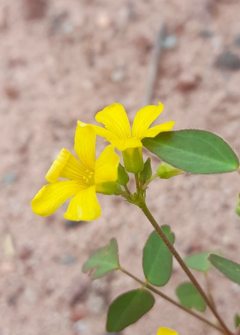 Oxalis erosa flower