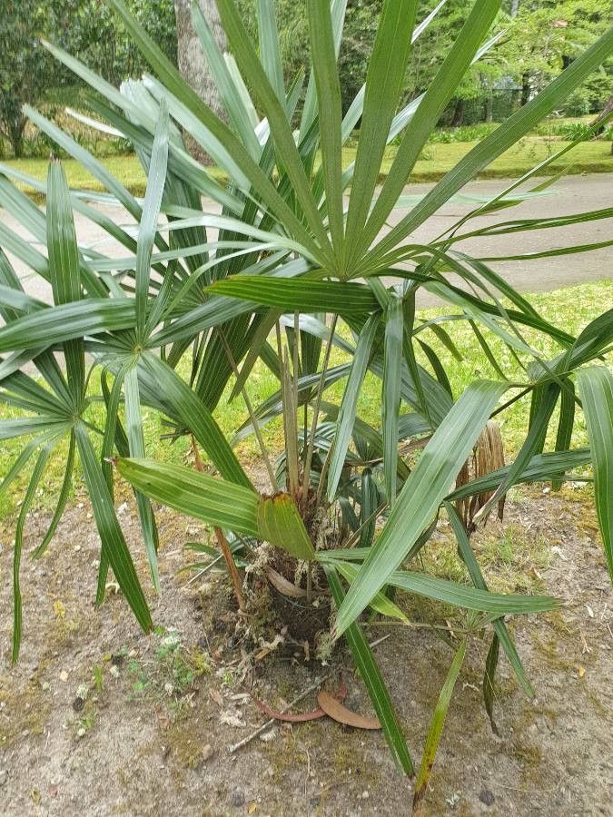 Rhapidophyllum hystrix habit