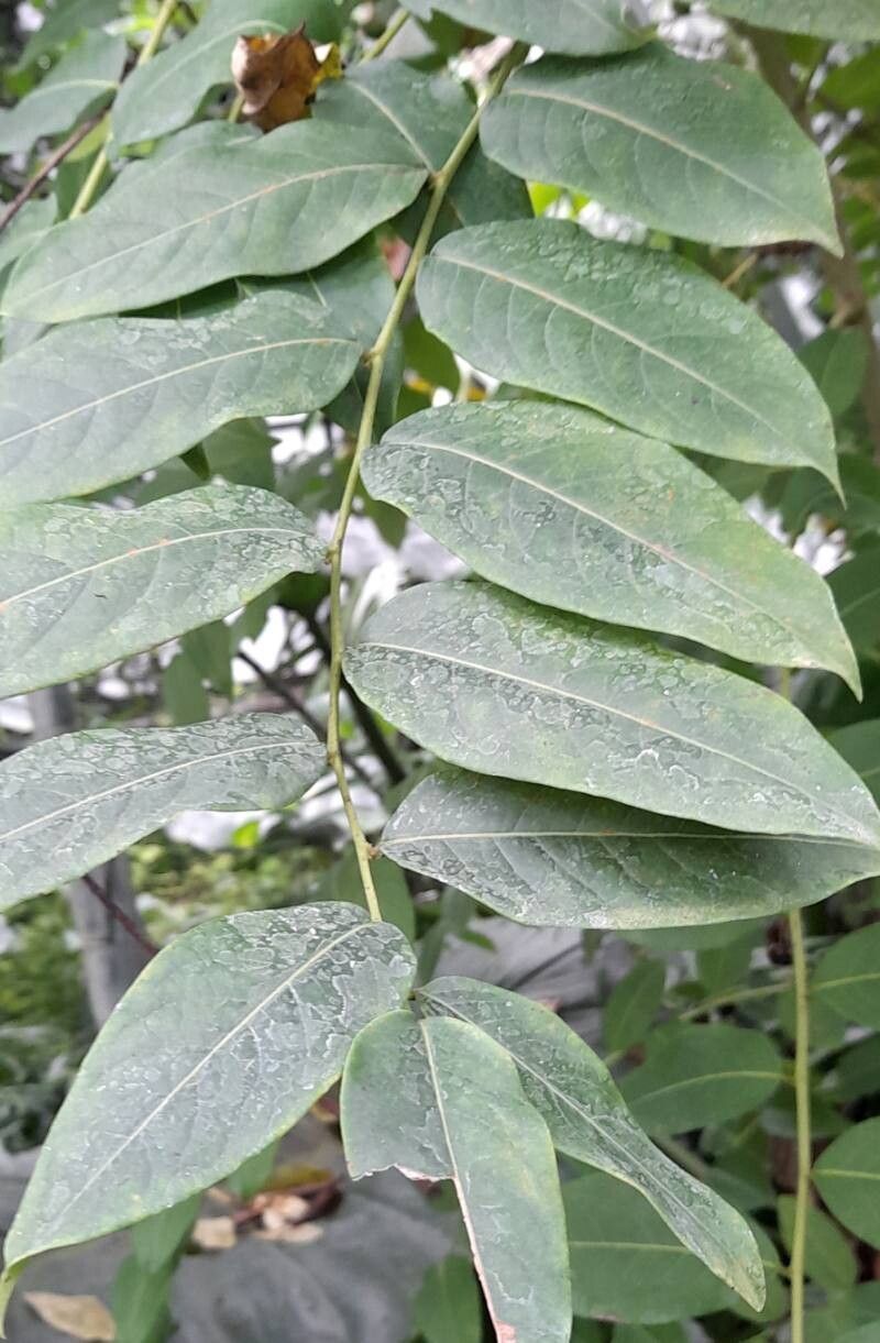 Phyllanthus juglandifolius — search result for 'Phyllanthus'