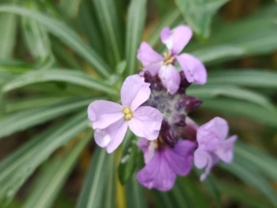 Erysimum bicolor flower