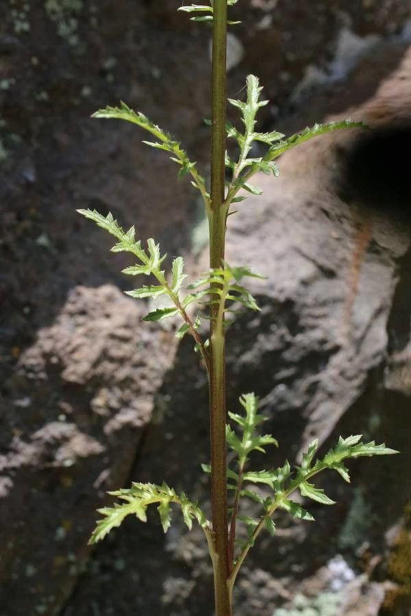 Verbascum roripifolium — search result for 'Verbascum'