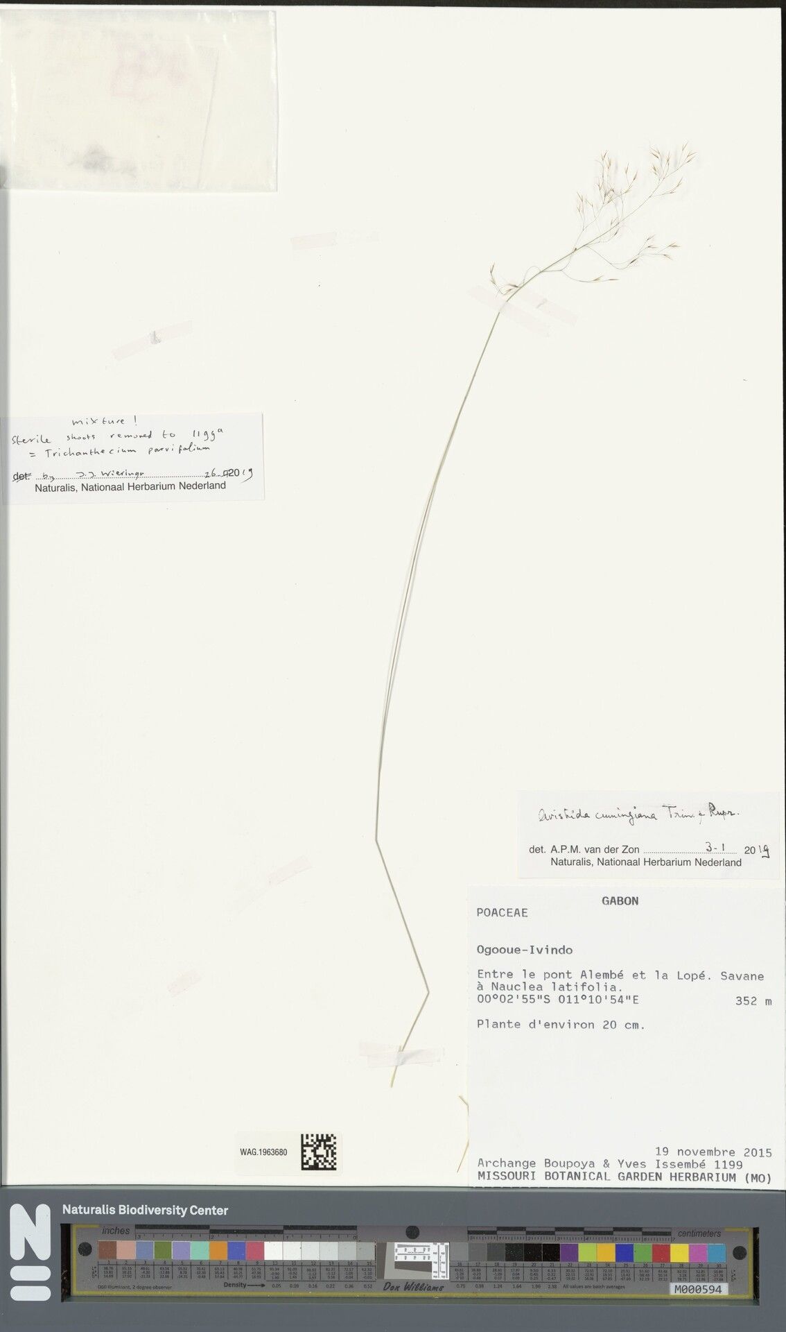 Aristida cumingiana — search result for 'Aristida'