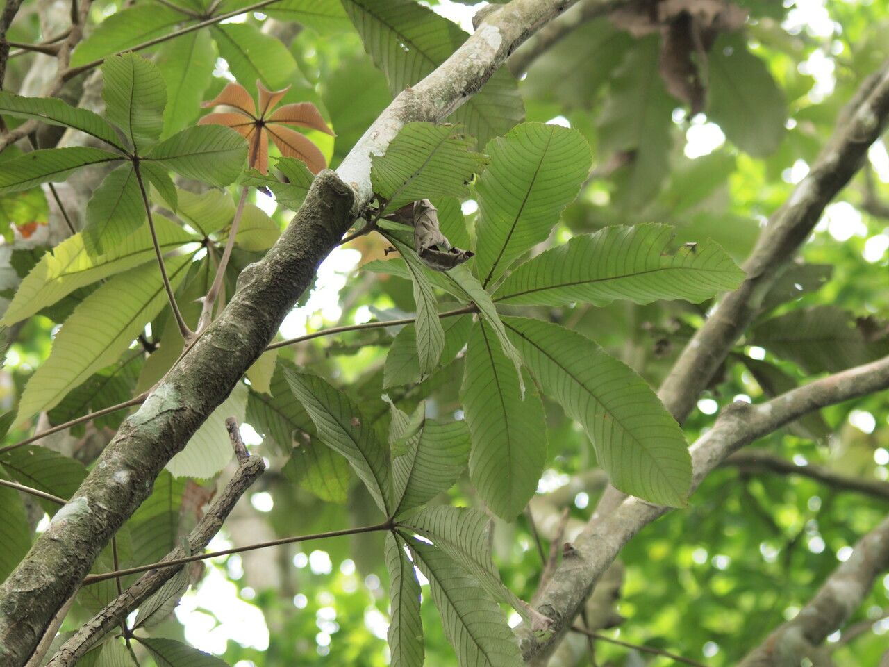 Myrianthus arboreus — search result for 'Gabon'