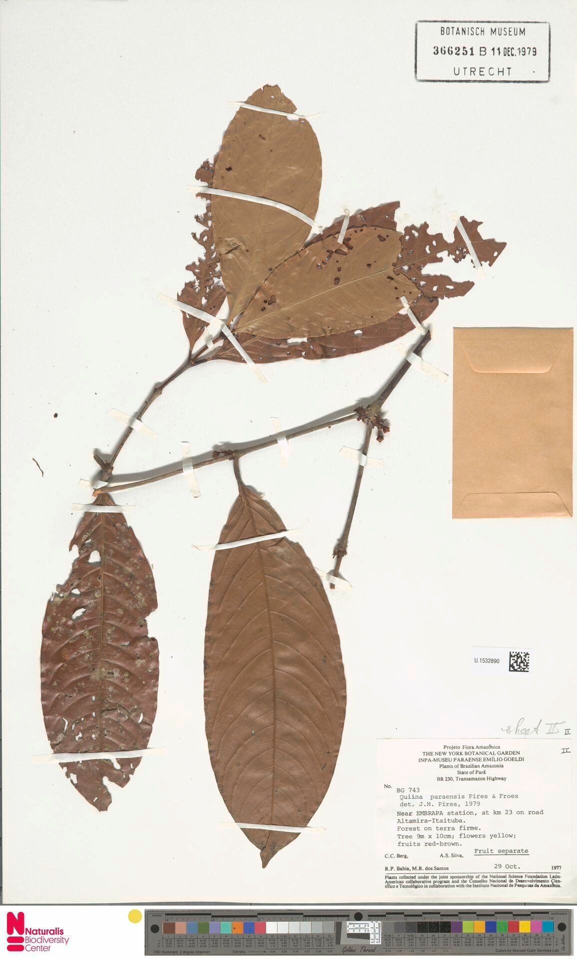 Quiina paraensis leaf